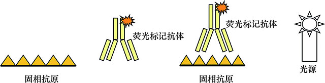 图１５-２　直接荧光抗体法原理.jpg