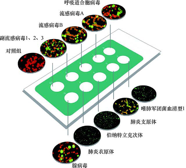 图１５-４　呼吸道九项联检荧光图谱.jpg