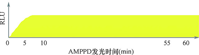 图１３￣１０６　化学发光微粒子免疫测定的标记物.jpg