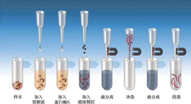 图17-16　MagNA-Pure-96-高通量全自动核酸提取仪工作原理.jpg