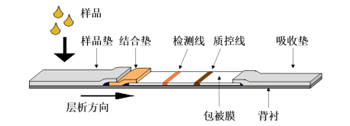 免疫层析试纸条结构.jpg