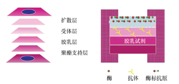 免疫速率法干片模式图.jpg