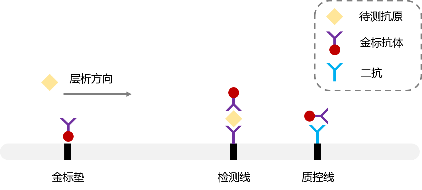 双抗体夹心法原理图.png